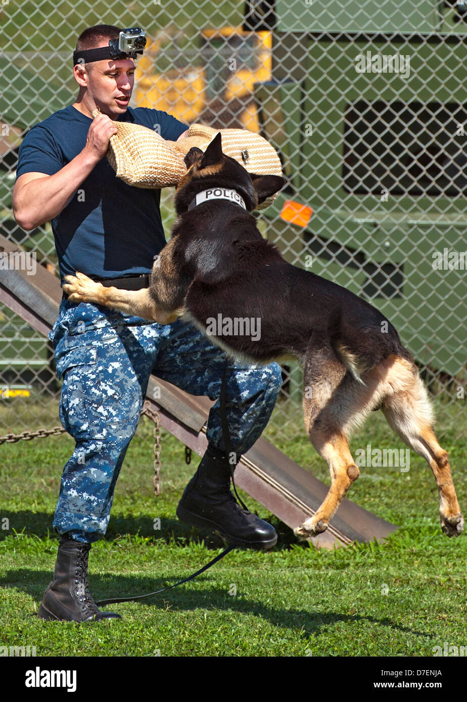 Una polizia militare cane da lavoro attacchi. Foto Stock