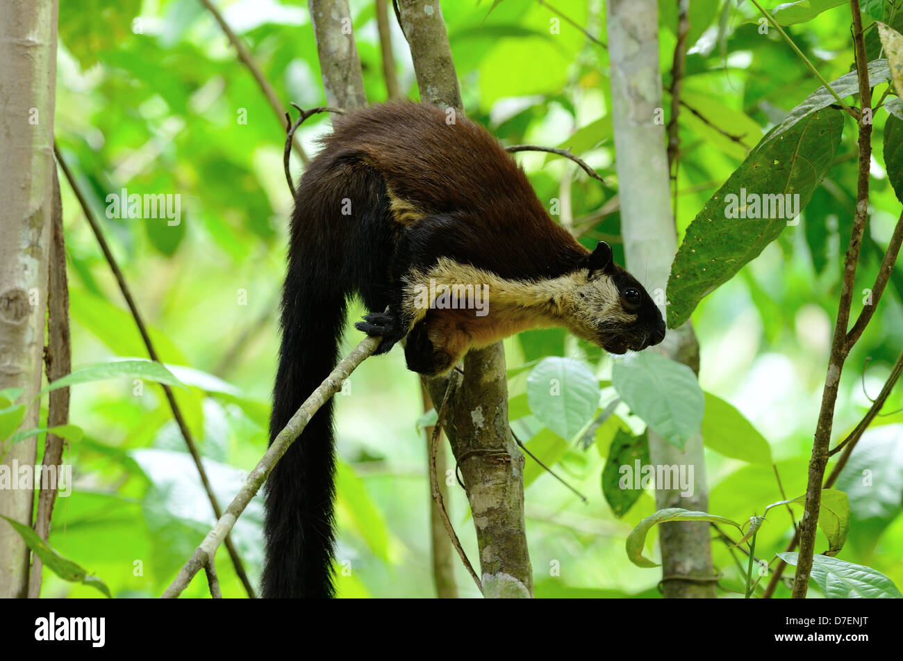 Bella gigante nero scoiattolo (Ratufa bicolore) a Kaeng Krachan Parco Nazionale,Thailandia Foto Stock