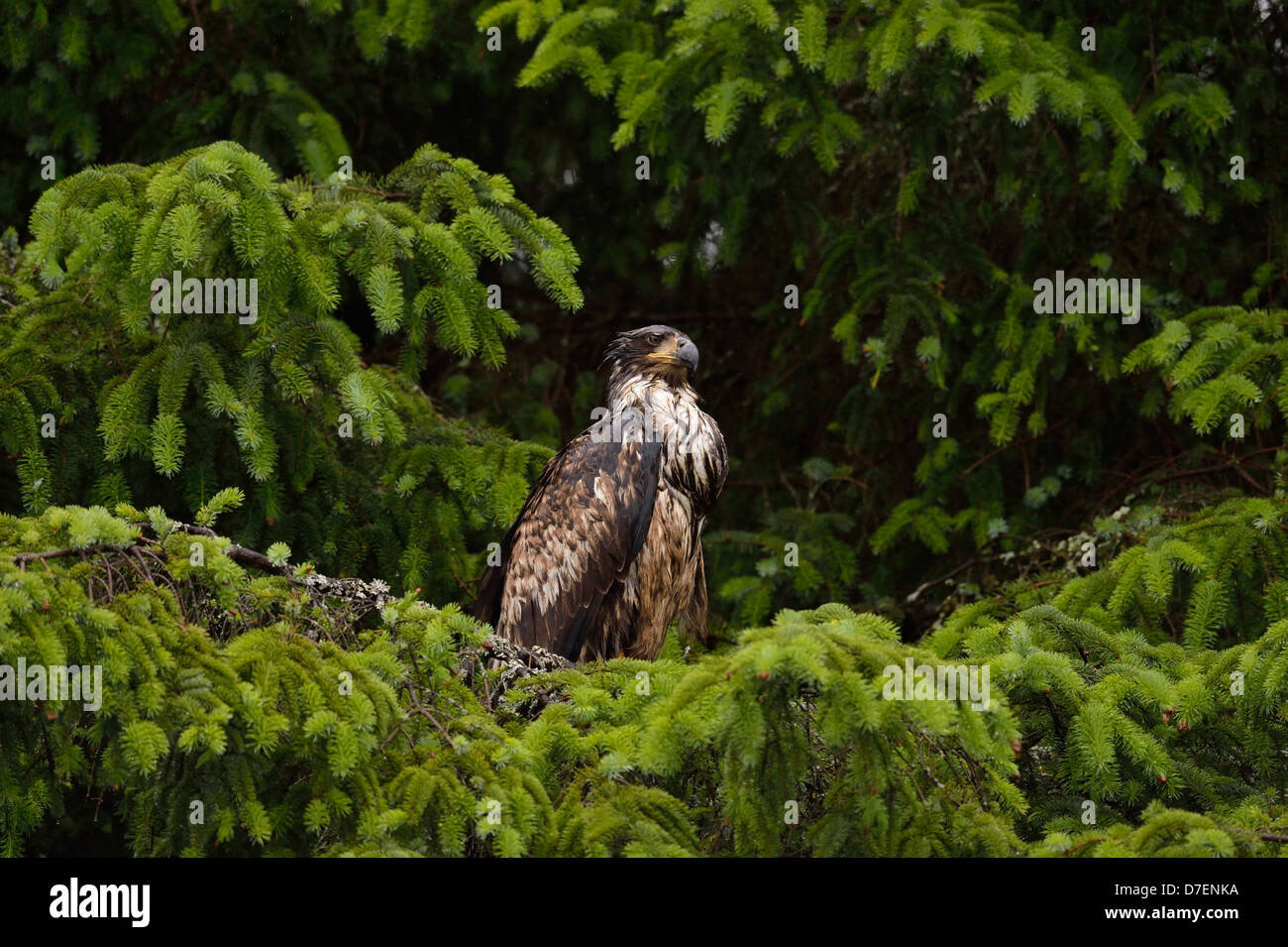 Aquila calva (Haliaeetus leucocephalus) capretti campione, Prince Rupert, British Columbia, Canada Foto Stock