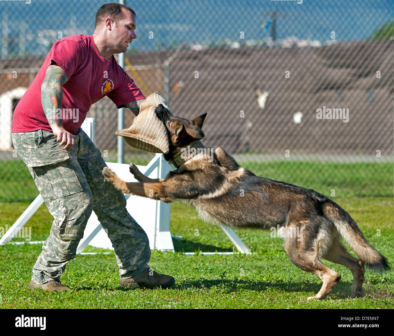 Una polizia militare cane da lavoro attacchi. Foto Stock