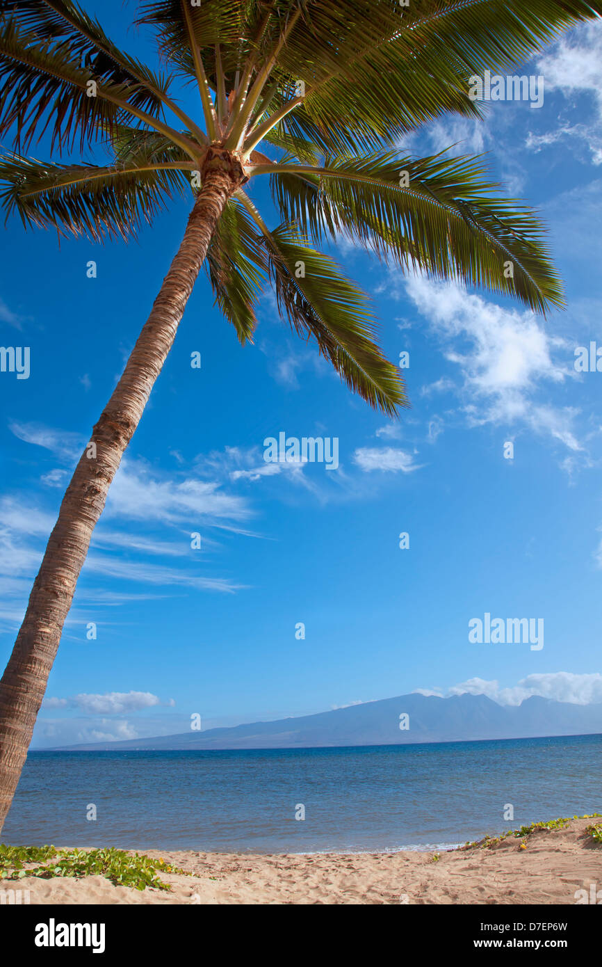 Un albero di palme e la spiaggia di sabbia dorata lungo la costa con una vista del litorale;Lanai hawaii stati uniti d'America Foto Stock