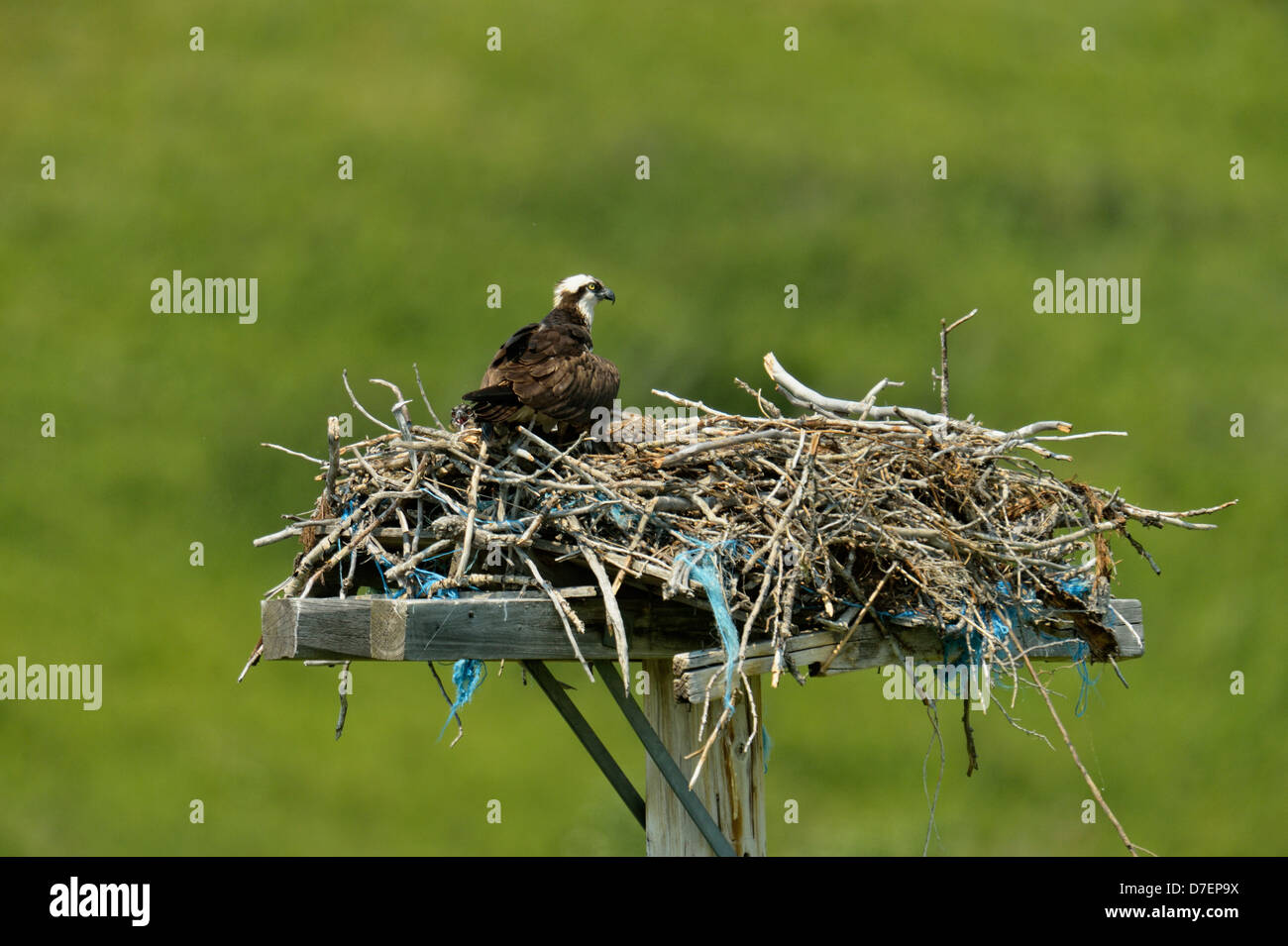 Falco pescatore (Pandion haliaetus) adulto su stick nest sulla piattaforma artificiale, dei rulli di estrazione Creek, Alberta, Canada Foto Stock