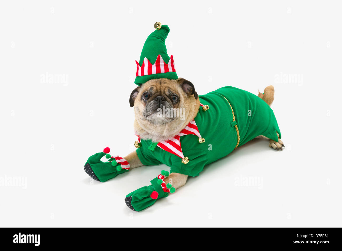 Un pug in un Natale elf costume;St. Albert Alberta Canada Foto Stock