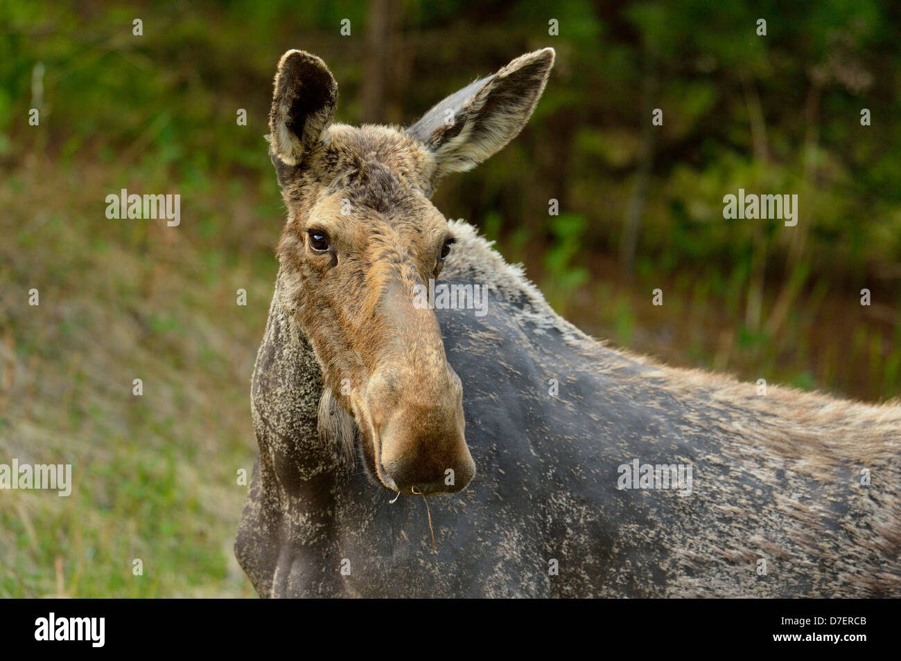 Moose Alces alces campione molla visualizzazione inverno perdita di capelli zecche infestazioni Killarney Provincial Park Ontario Canada Foto Stock
