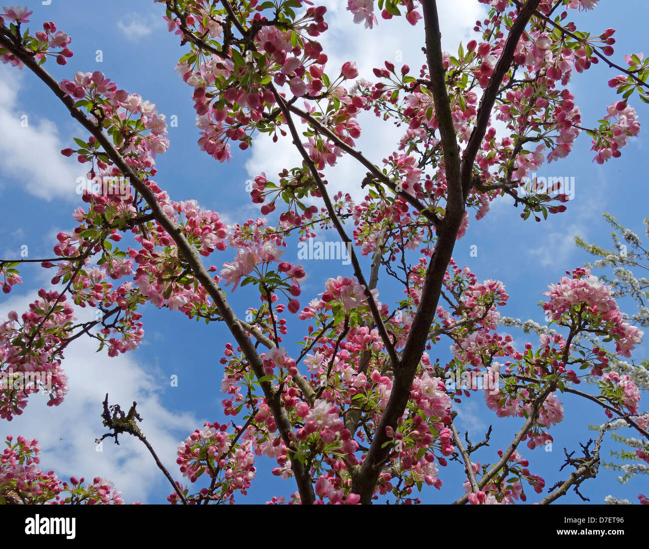 Primavera sbocciano i fiori degli alberi da frutto Foto Stock