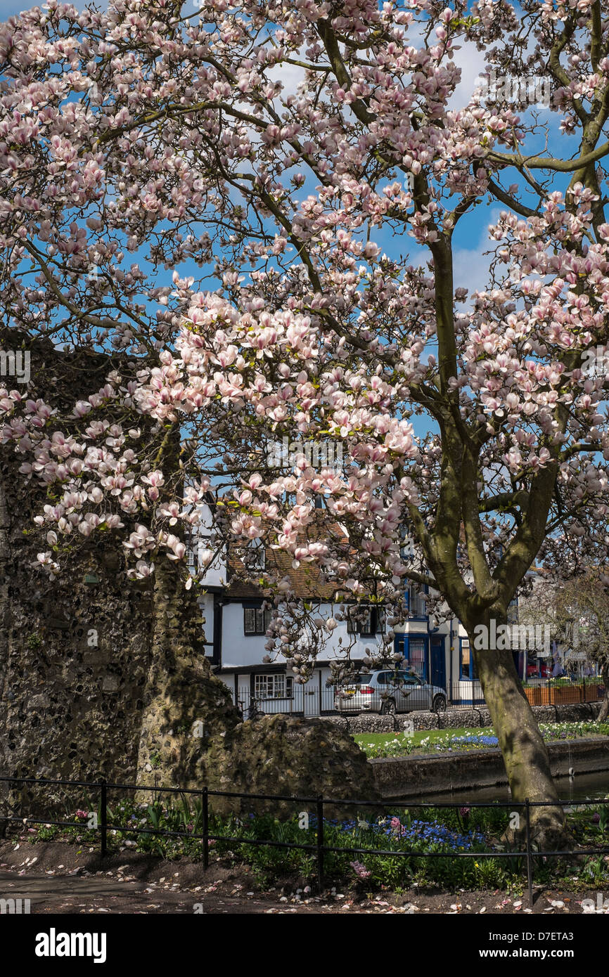 Albero di magnolia in fiore, Westgate giardini, Canterbury. Foto Stock