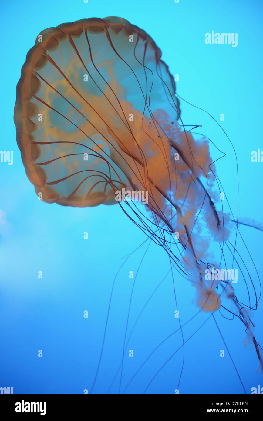 Medusa underwater;Vancouver British Columbia canada Foto Stock