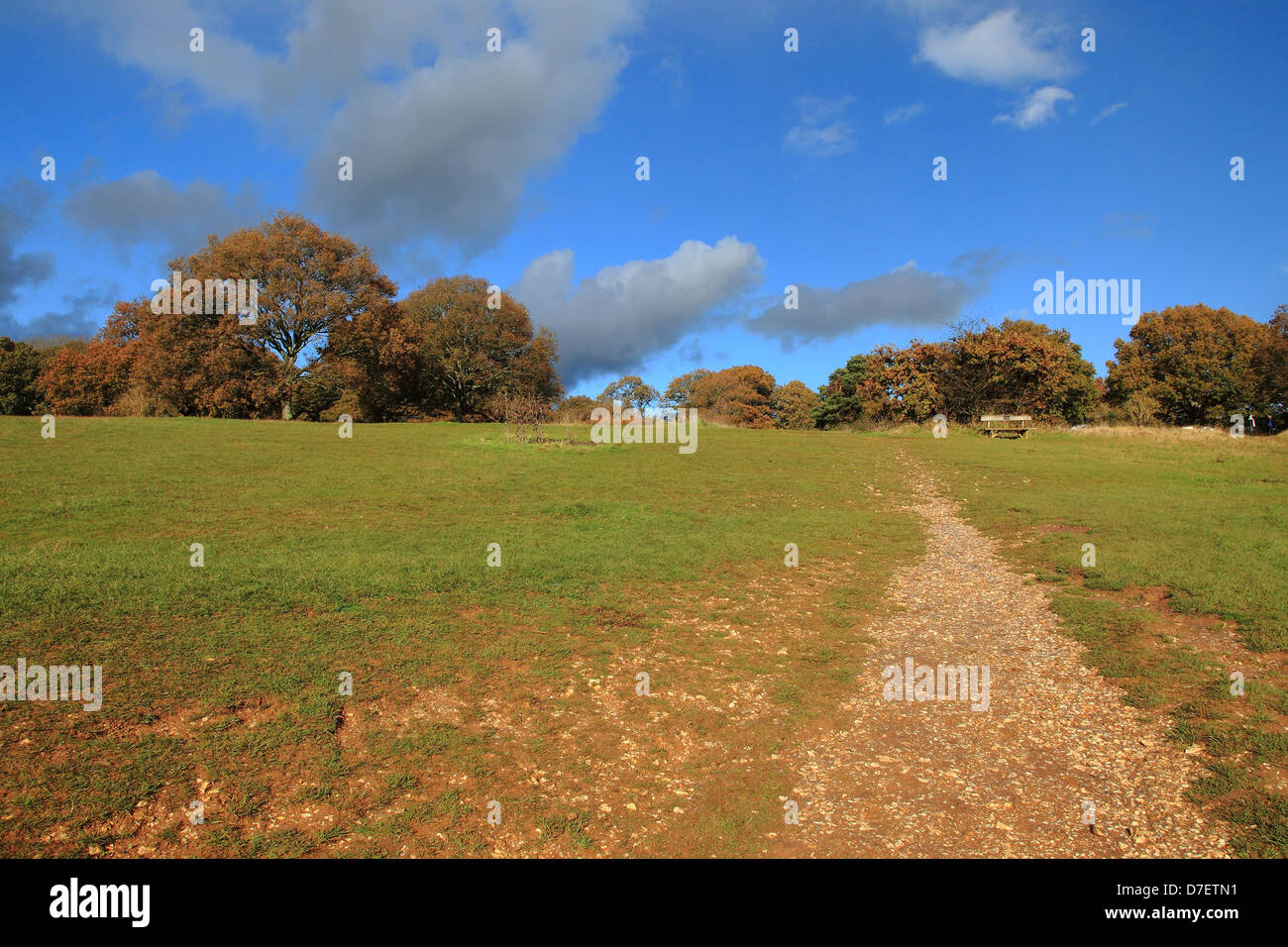 Newlands Corner, Colline del Surrey, Inghilterra Foto Stock