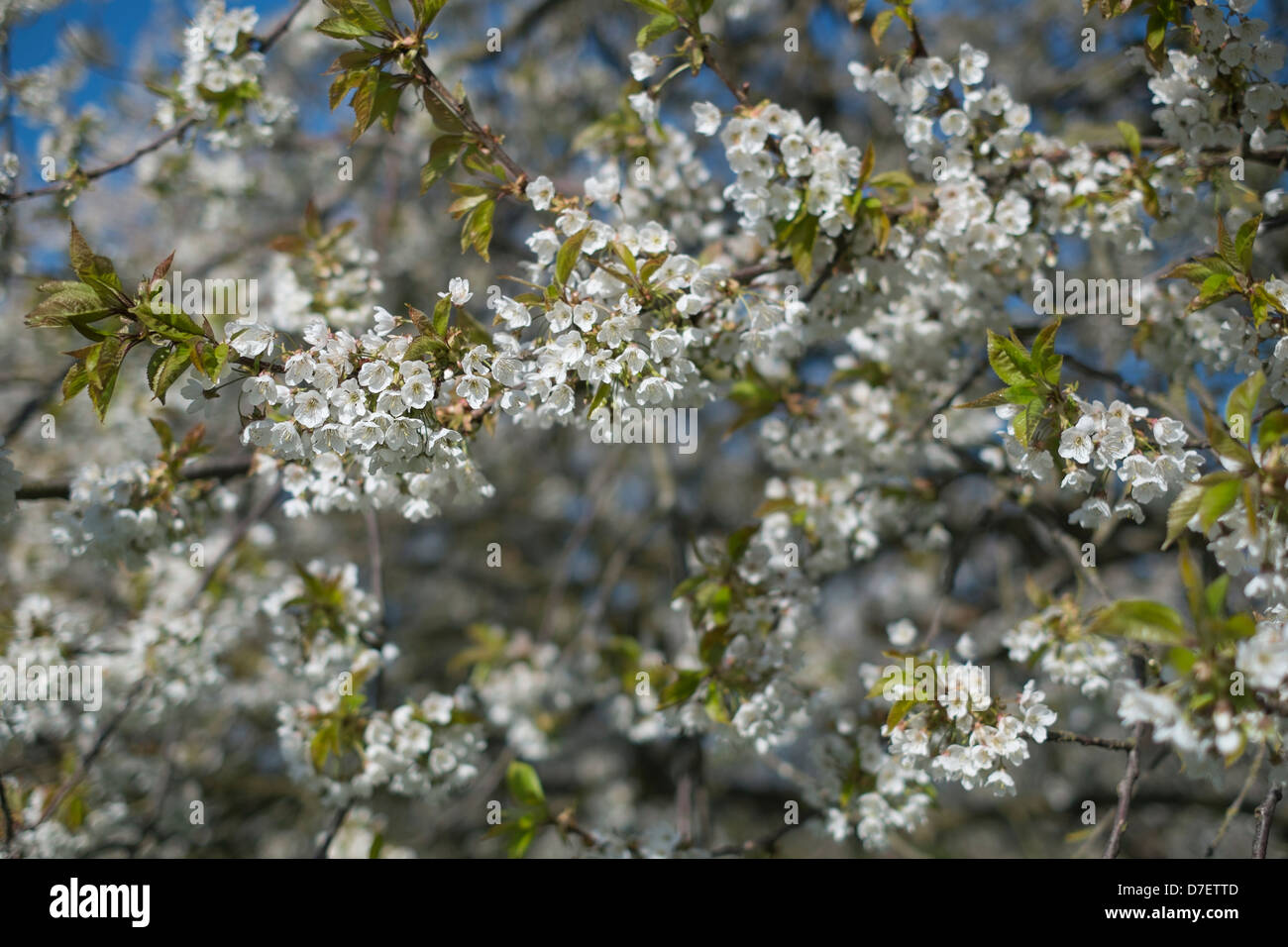 Bianco Ciliegio fiorisce in primavera. Foto Stock