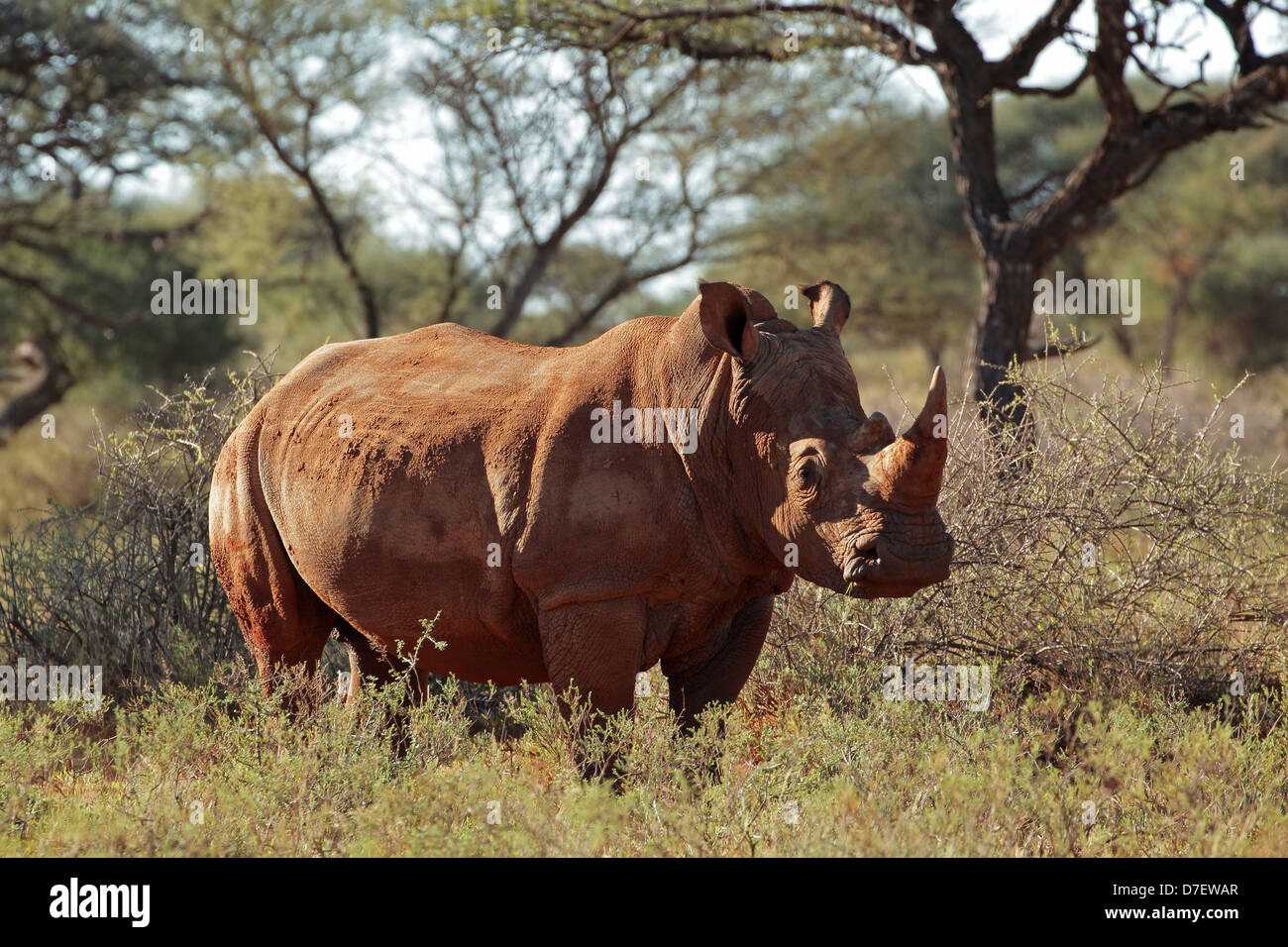 Bianco (piazza-con labbro) rinoceronte (Ceratotherium simum), Sud Africa Foto Stock