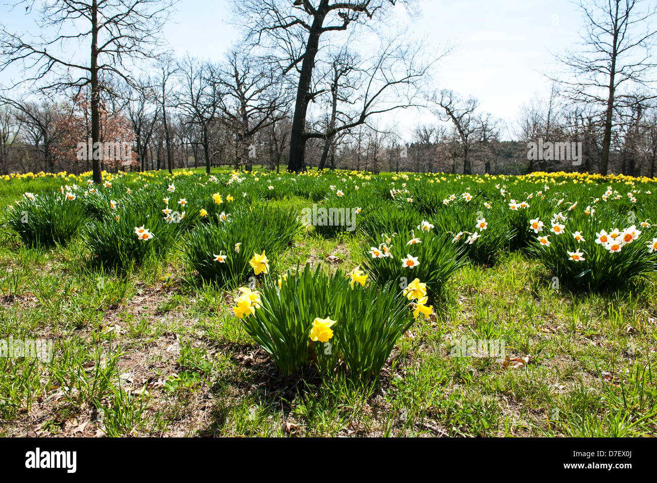 Un campo di narcisi a Morton Arboretum in Lisle, IL. Foto Stock