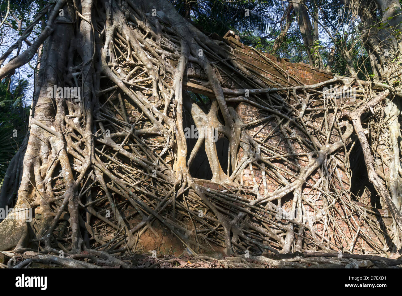 Rovine di una parte di un coloniale prigione britannica sull isola di ross un breve giro in barca dalla capitale delle Andamane; Port Blair india Foto Stock
