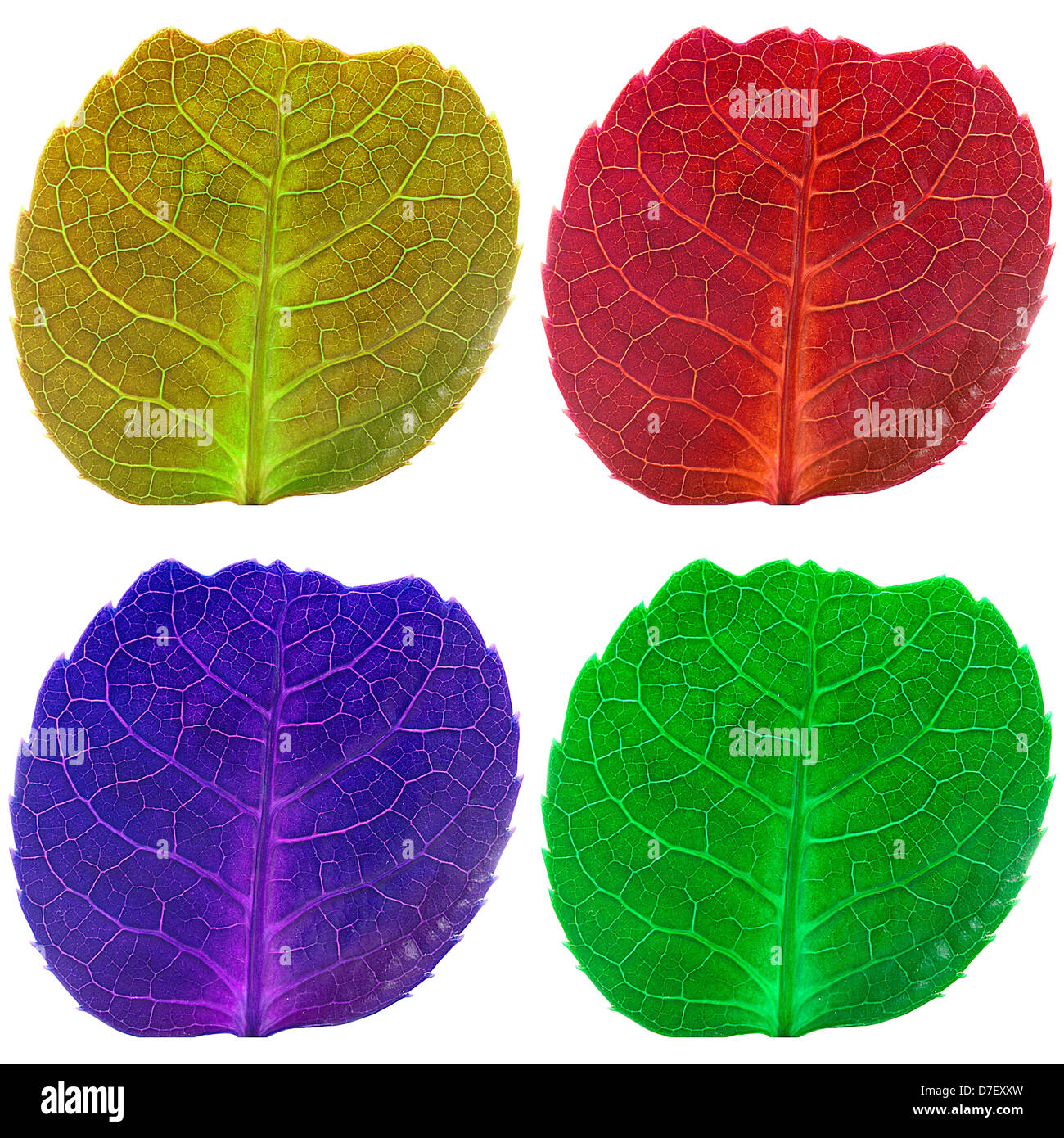 Quattro foglie in colori fluorescenti, giallo, rosso, blu e verde, con evidenziate le vene isolate in un quadrato bianco telaio Foto Stock