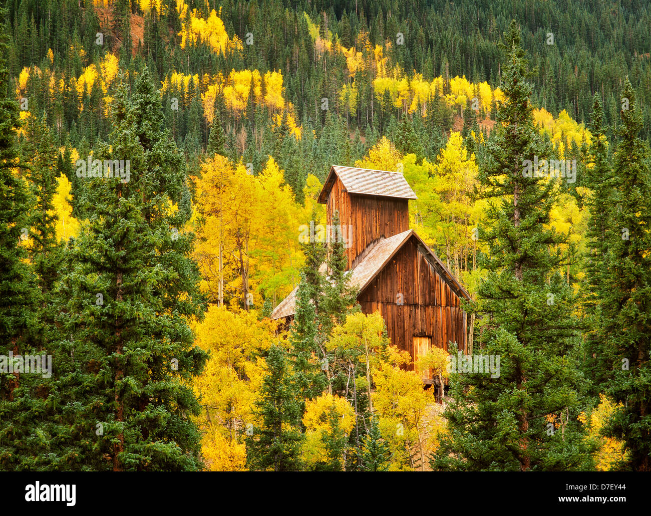 Struttura di data mining con fall aspens colorati. Uncompahgre National Forest, Colorado Foto Stock