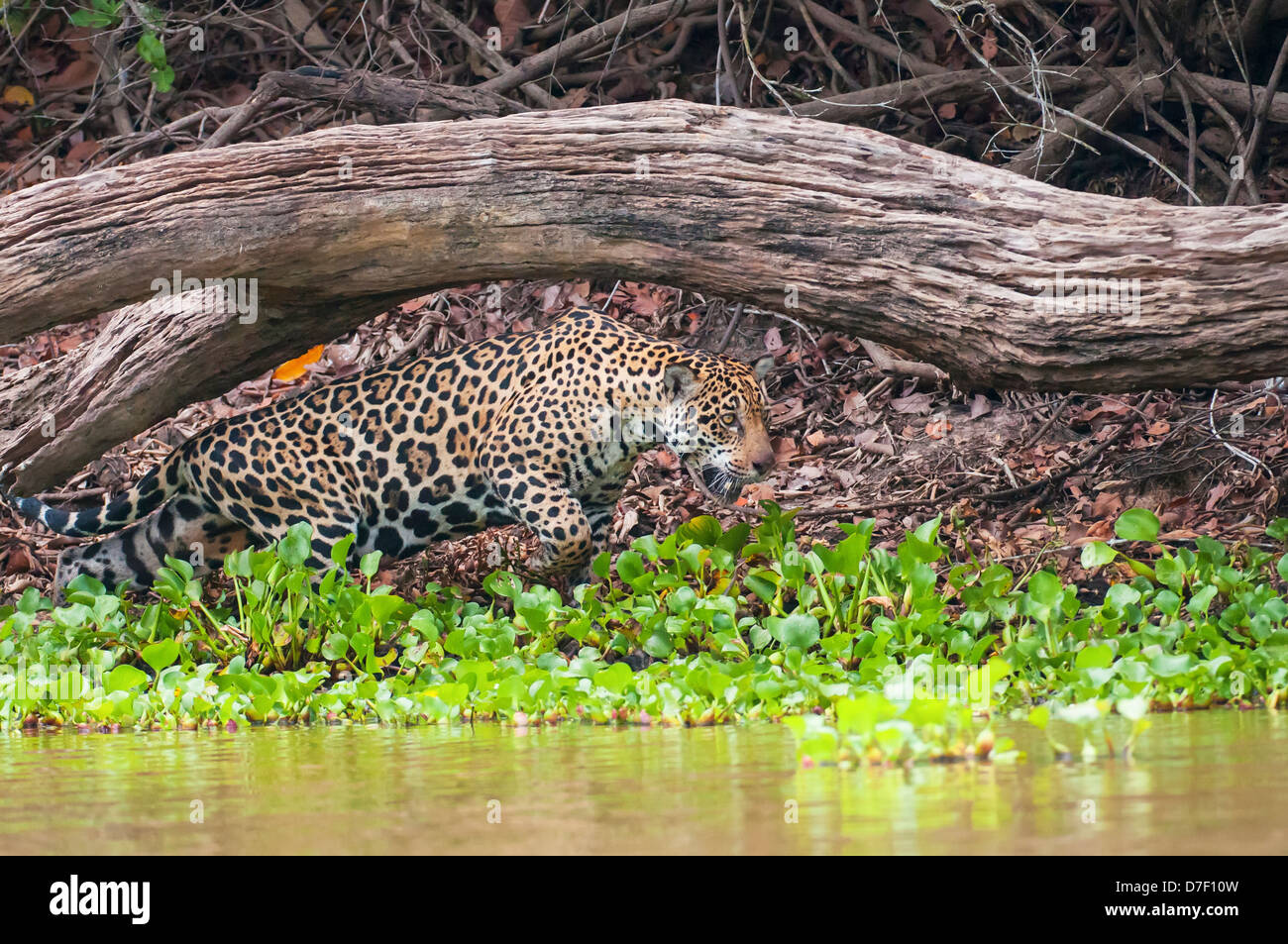 Jaguar femmina caccia lungo il fiume pixiam;Pantanal brasile Foto Stock