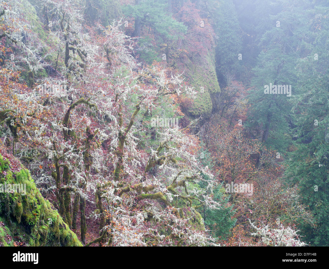 Alberi di quercia con MOSS e caduta di colore e gog. Eagle Creek Trail. Columbia River Gorge National Scenic Area, Oregon Foto Stock