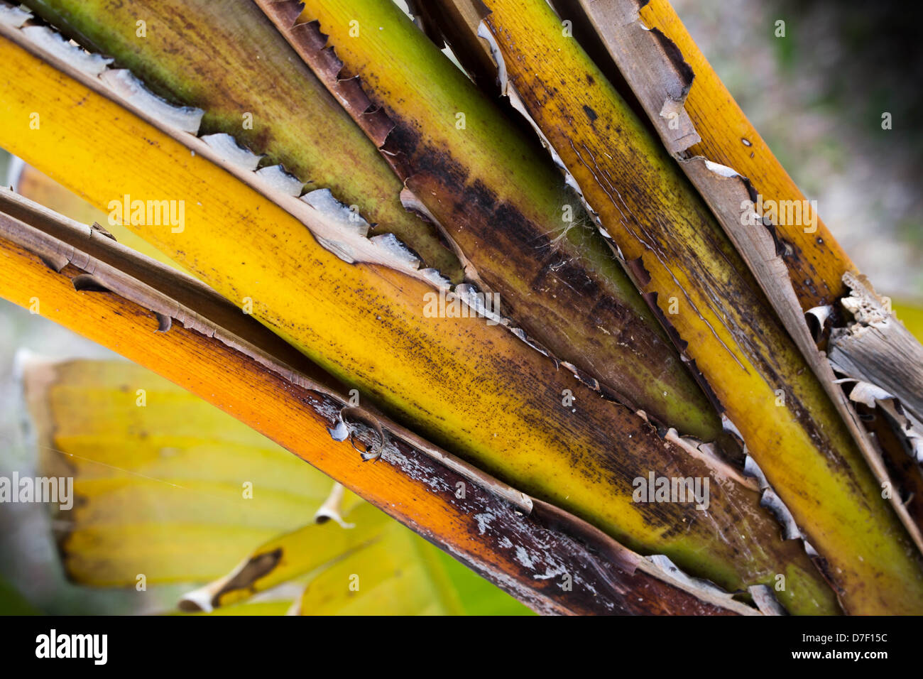 Il vecchio albero di palma foglie dettaglio Foto Stock