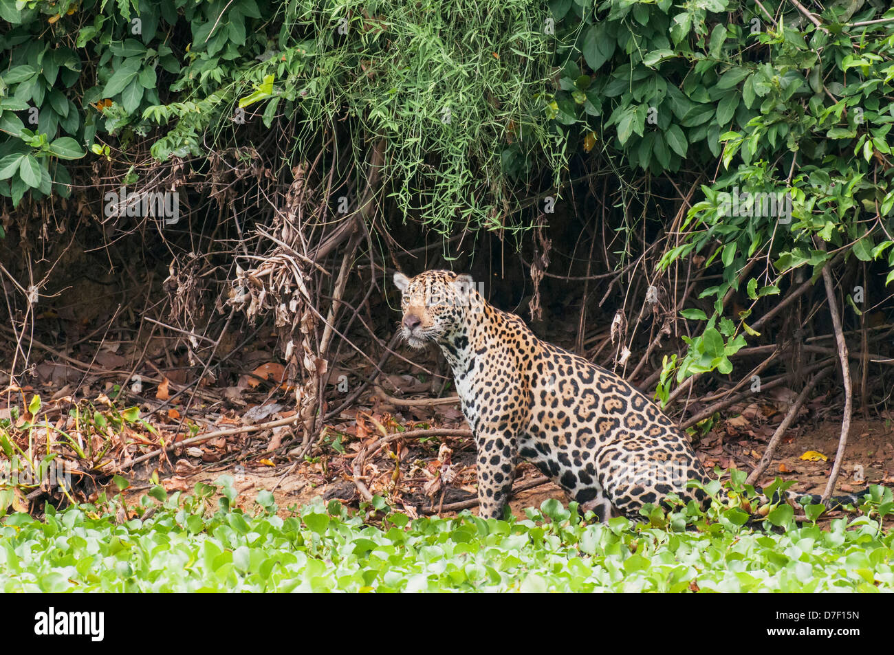 Jaguar femmina caccia lungo il fiume pixiam;Pantanal brasile Foto Stock