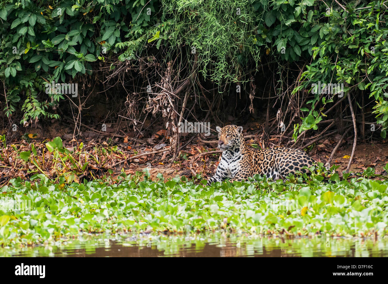 Jaguar femmina caccia lungo il fiume pixiam;Pantanal brasile Foto Stock