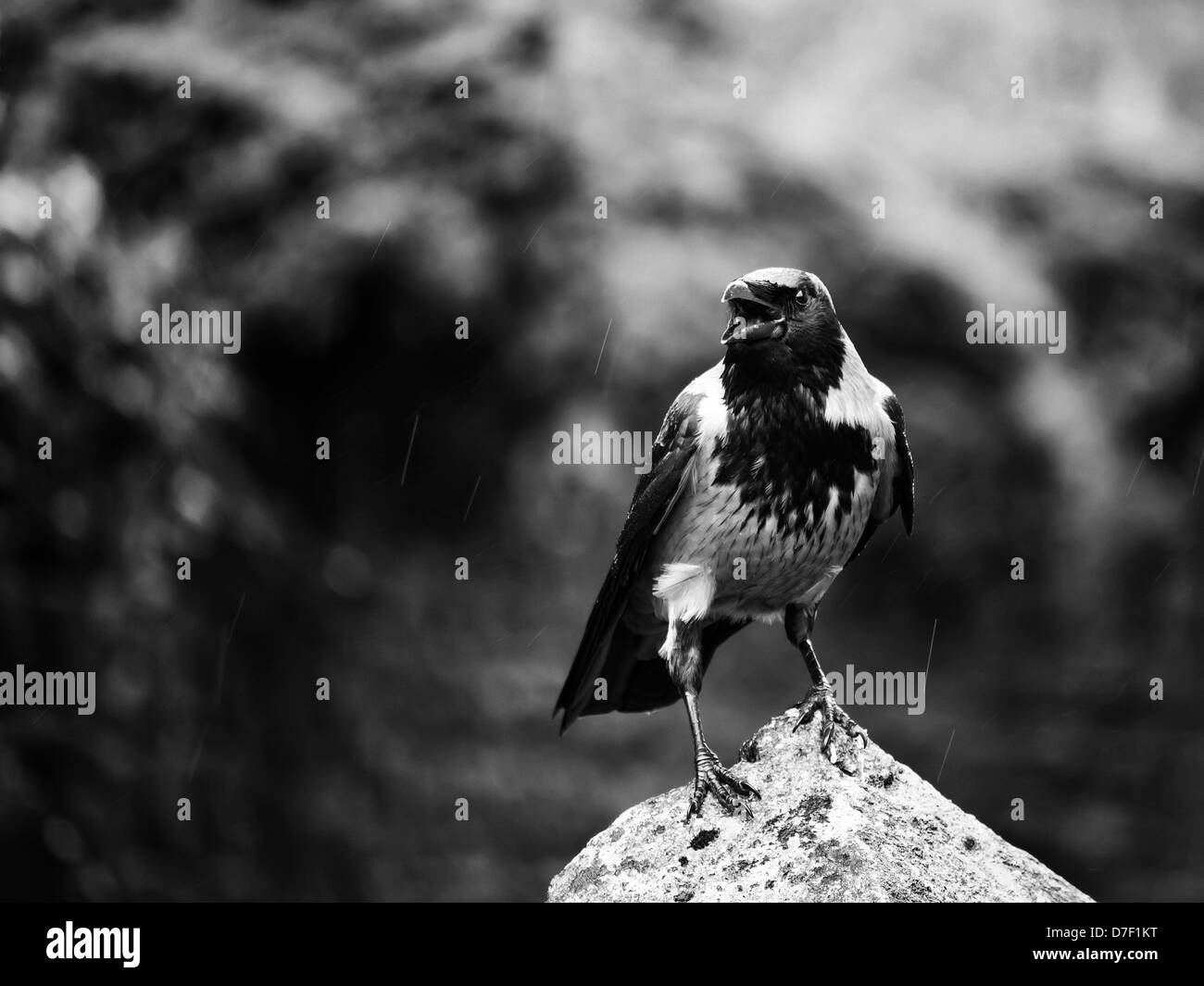 Immagine in bianco e nero di Carrion Crow (Corvus Corone) rendendo il suo suono kraa Foto Stock