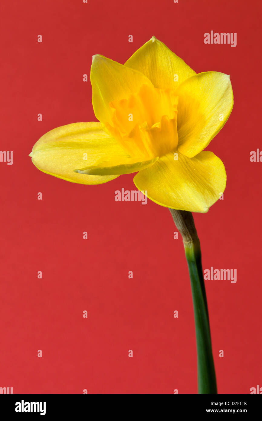 Un solitario daffodil giallo su sfondo rosso Foto Stock