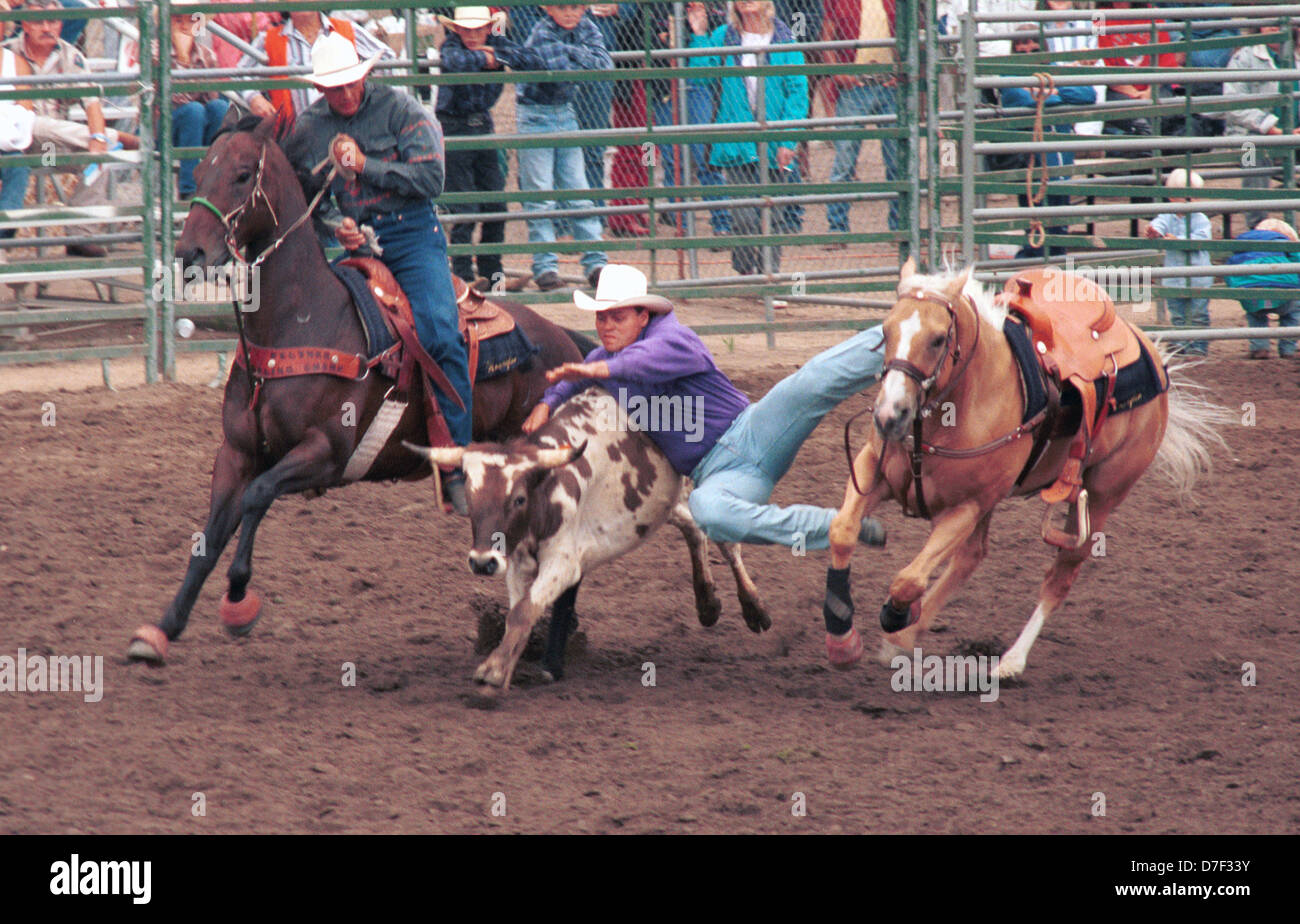 Cowboy bulldogging steer wrestling al rodeo Arizona, rodeo sport competitivo, cowboy insegue sterzare da cavallo combatte a massa, Foto Stock