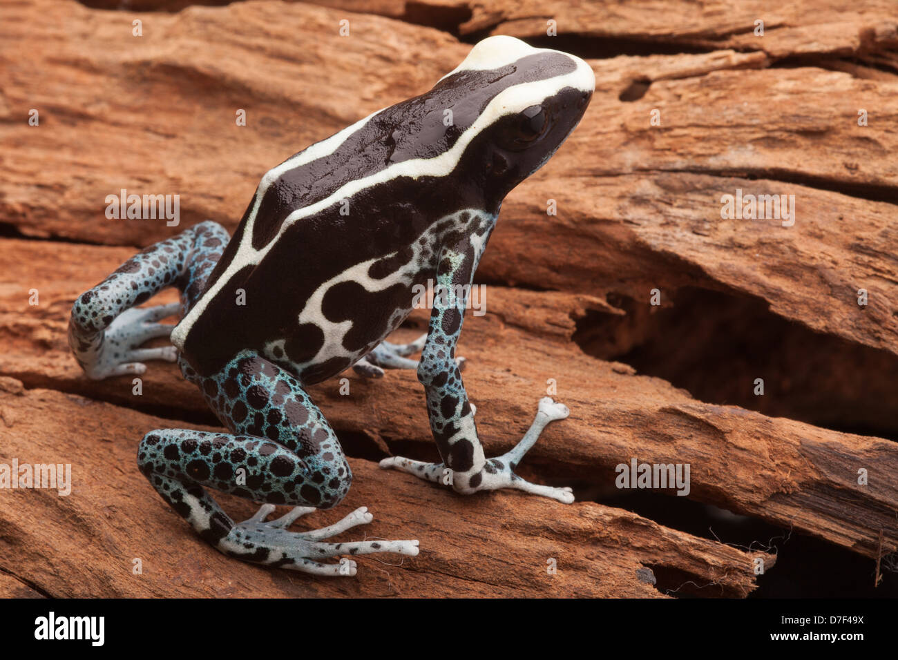 Poison dart frog, Dendrobates tinctorius un velenoso anfibio dal tropical Amazon rain forest. Foto Stock