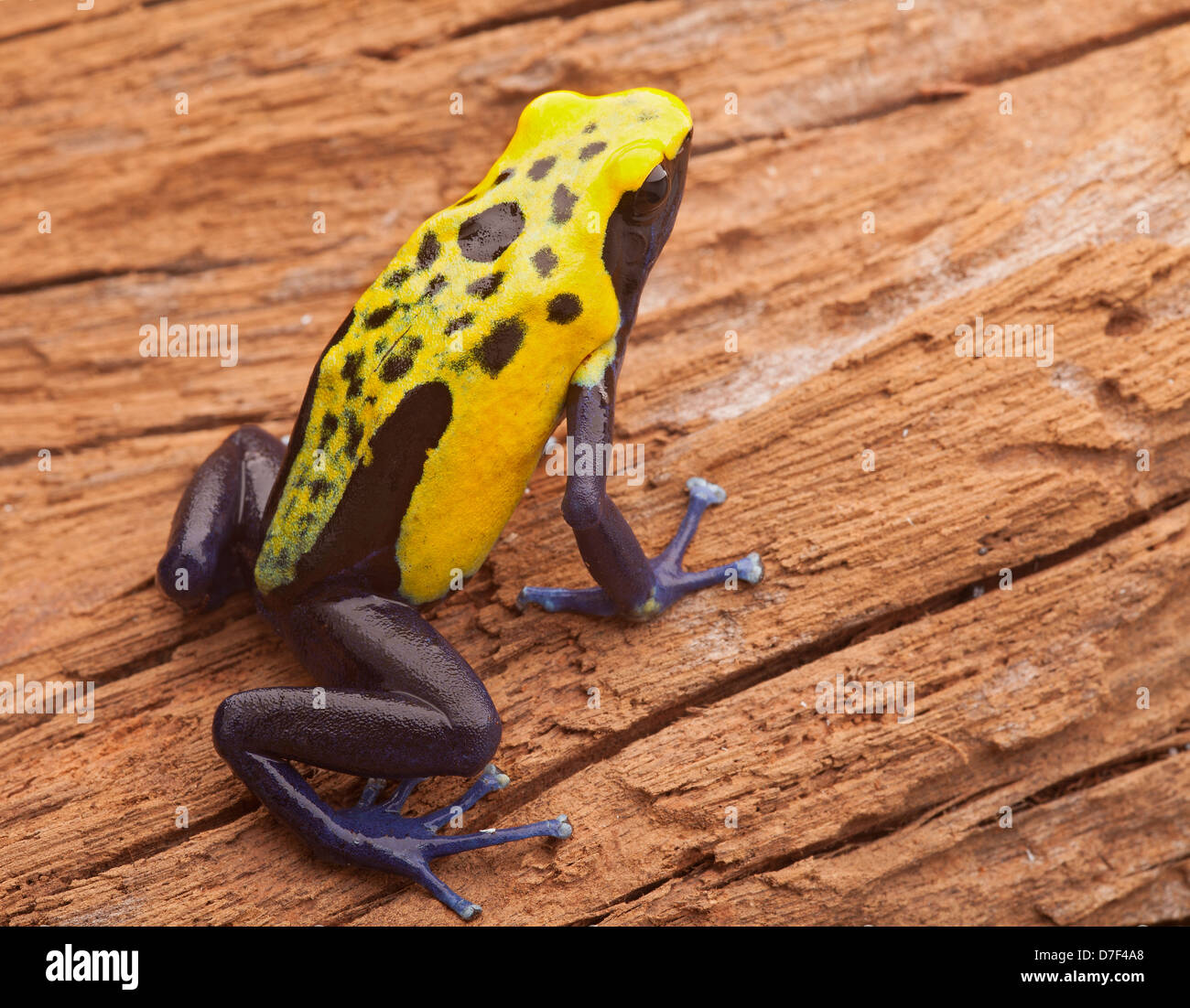 Giallo poison dart frog Dendrobates tinctorius citronella dal tropicale della foresta pluviale amazzonica del Suriname Foto Stock