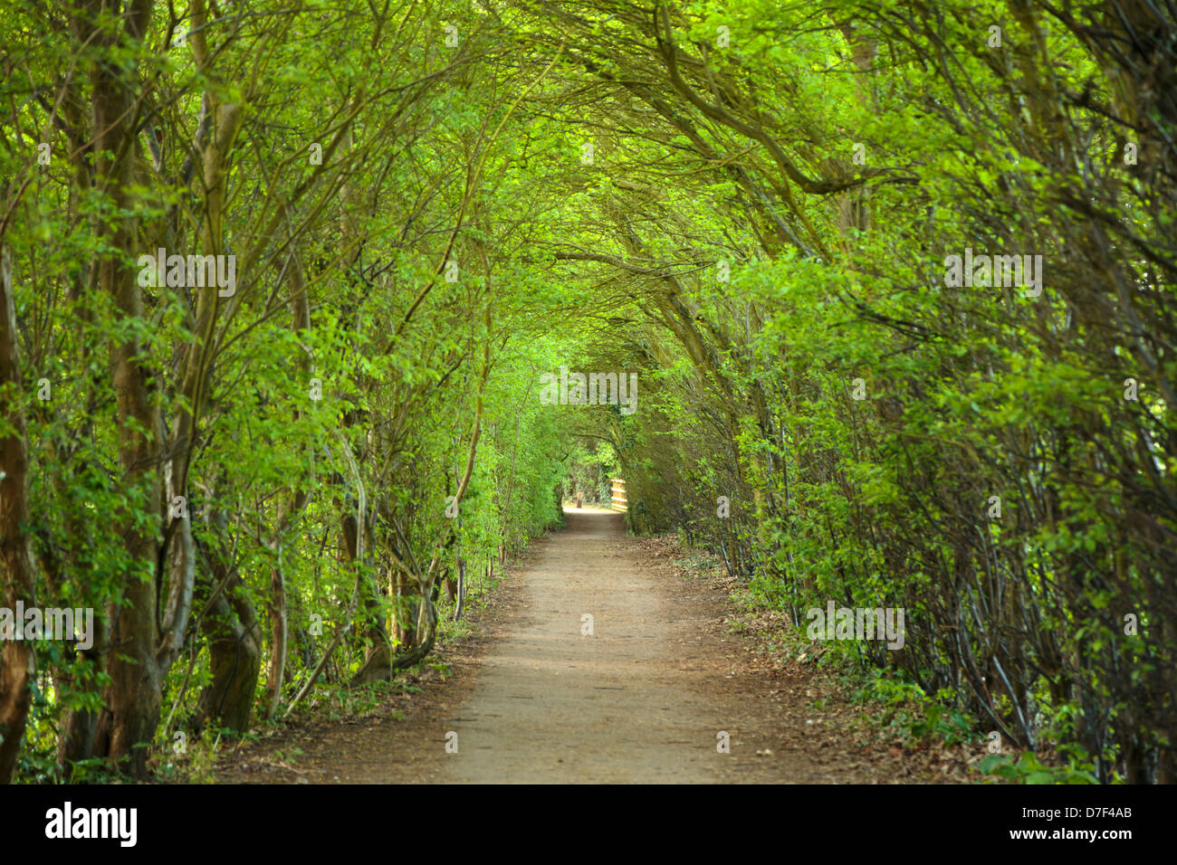 Un sentiero sotto gli alberi ad arco, traghetto Prati, Peterborough, Inghilterra Foto Stock