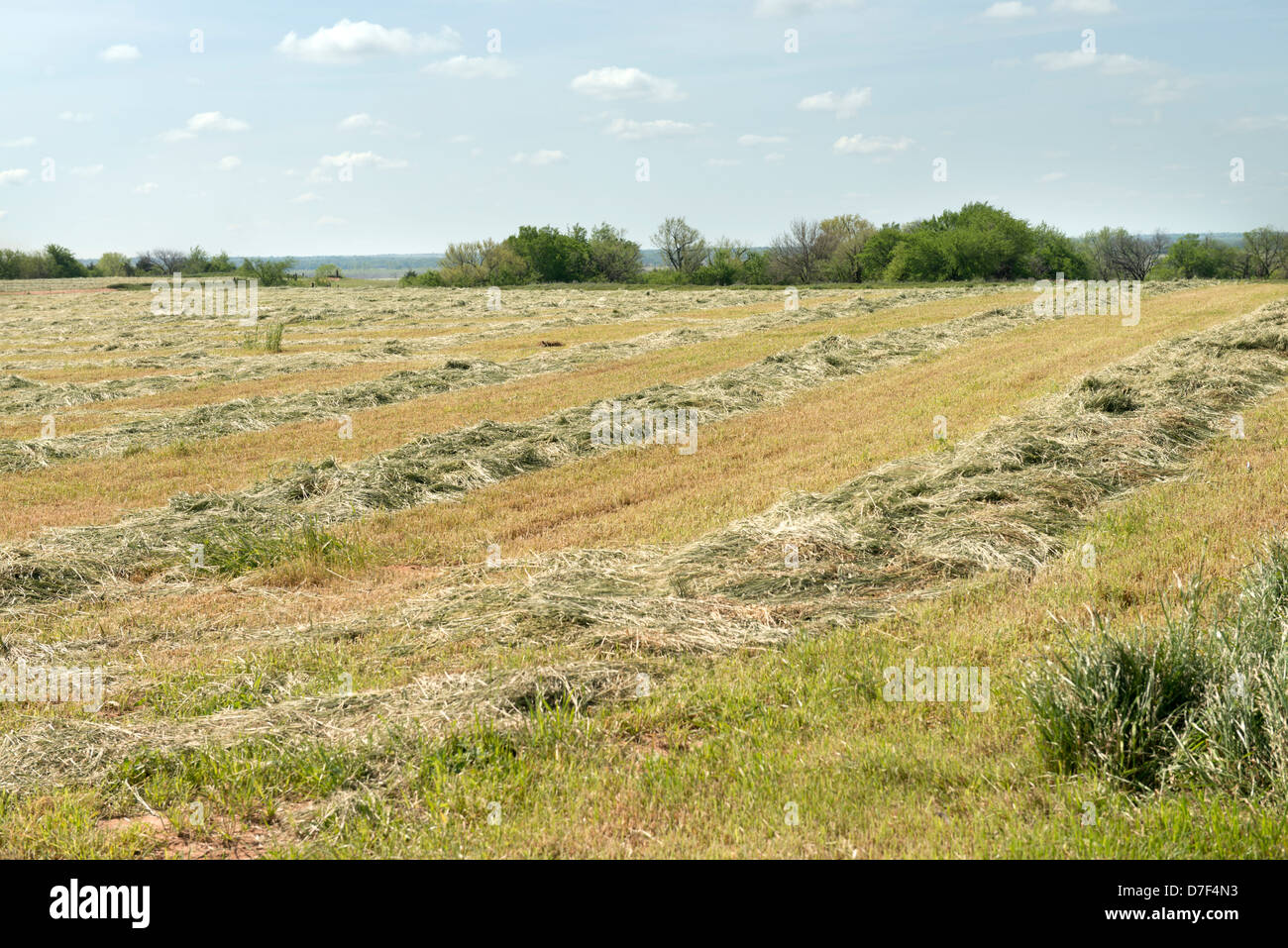 Fresh cut prairie fieno in rural Oklahoma, l'asciugatura e l'attesa per le operazioni di imballaggio. Oklahoma, Stati Uniti d'America. Foto Stock