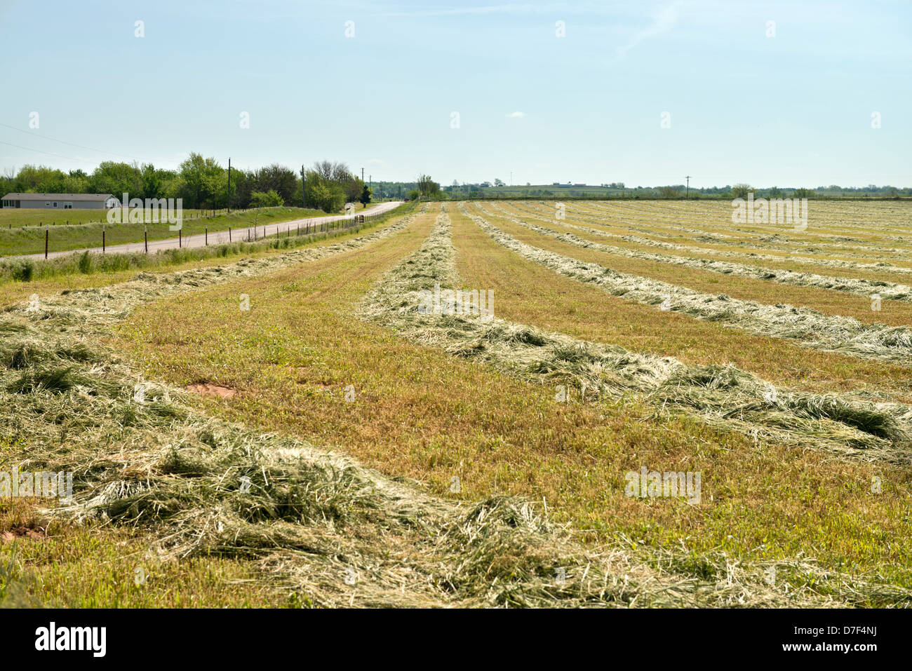 Fresh cut prairie fieno in rural Oklahoma, l'asciugatura e l'attesa per le operazioni di imballaggio. Foto Stock