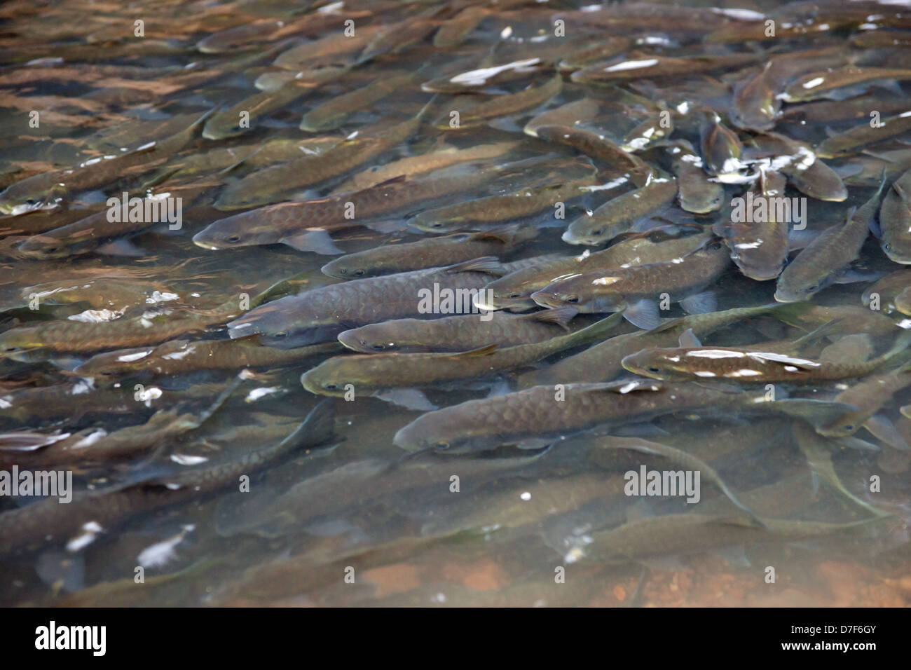 Scuola di pesci di grandi dimensioni nel parco nazionale di fiume in Thailandia Foto Stock