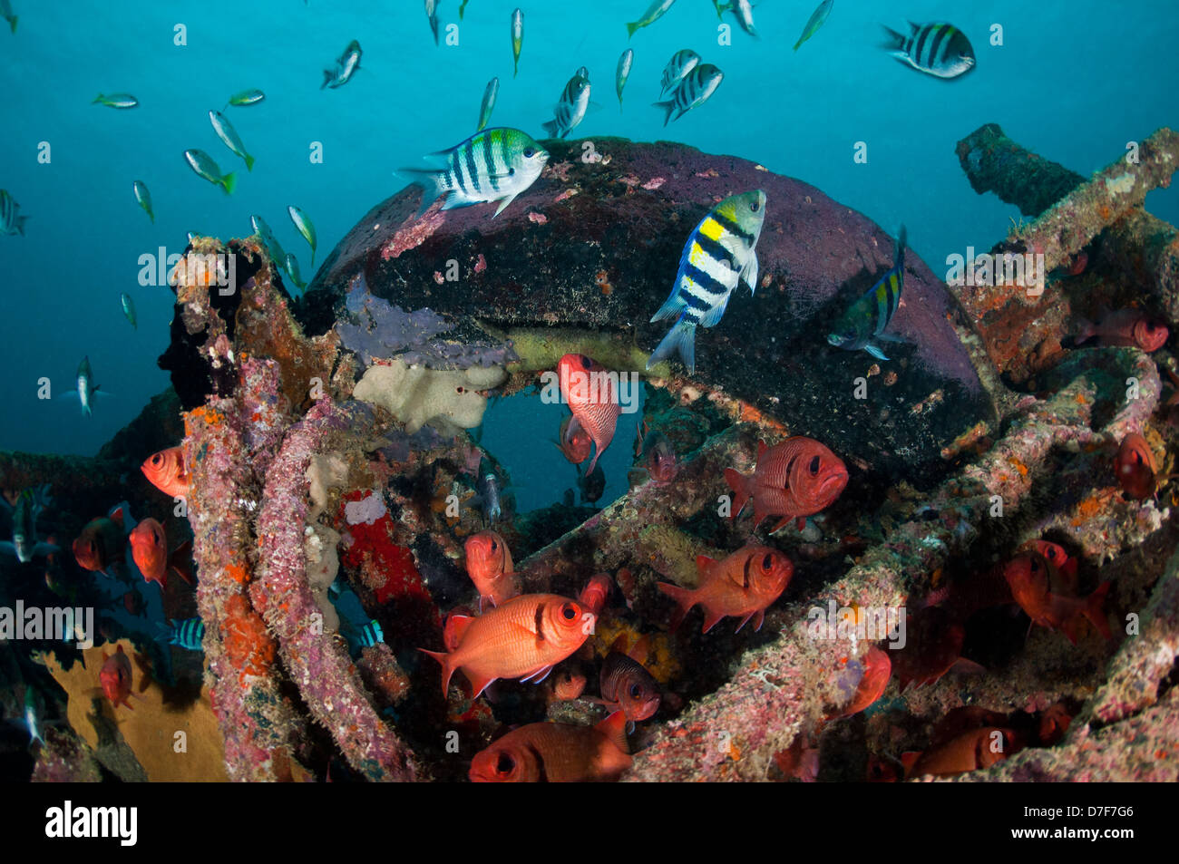Reef artificiale, Mabul, Sabah, Malaysia Foto Stock
