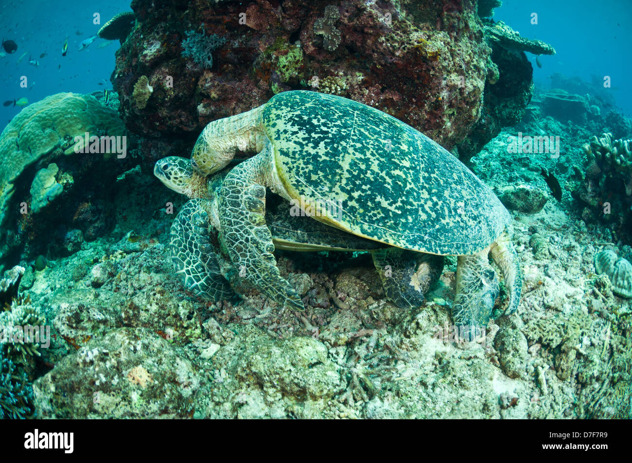 L'accoppiamento tartarughe verdi, Sipadan, Sabah, Malaysia. Foto Stock