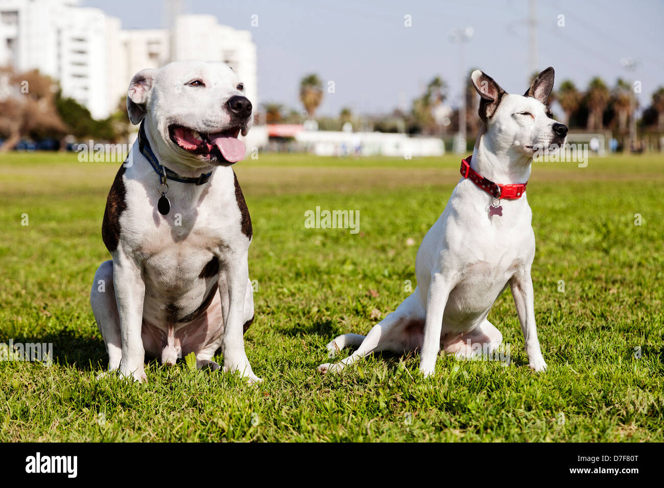 Due cani, un Pitbull sulla sinistra e un misto di Jack Russel sulla destra, seduti insieme sul prato in un parco urbano. Foto Stock
