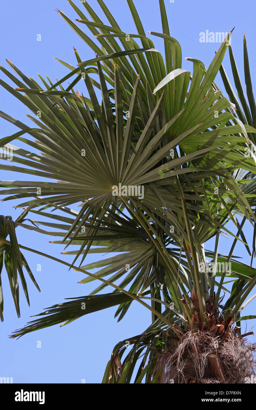 Decorative Palm tree oltre il cielo blu Foto Stock