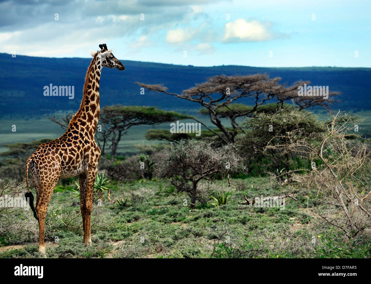 Una giraffa nel Serengeti. Foto Stock