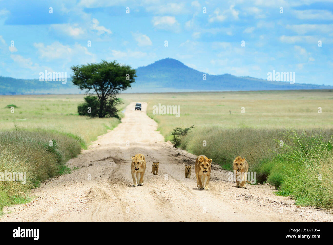Una giovane famiglia dei Lions di camminare sulla strada sterrata nel parco nazionale del Serengeti. Foto Stock