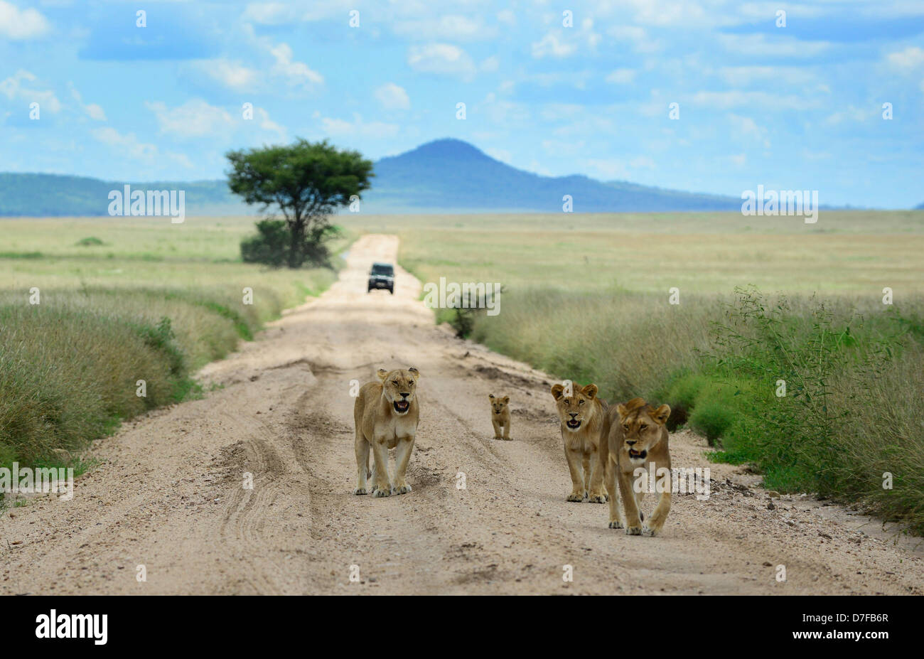 Una giovane famiglia dei Lions di camminare sulla strada sterrata nel parco nazionale del Serengeti. Foto Stock