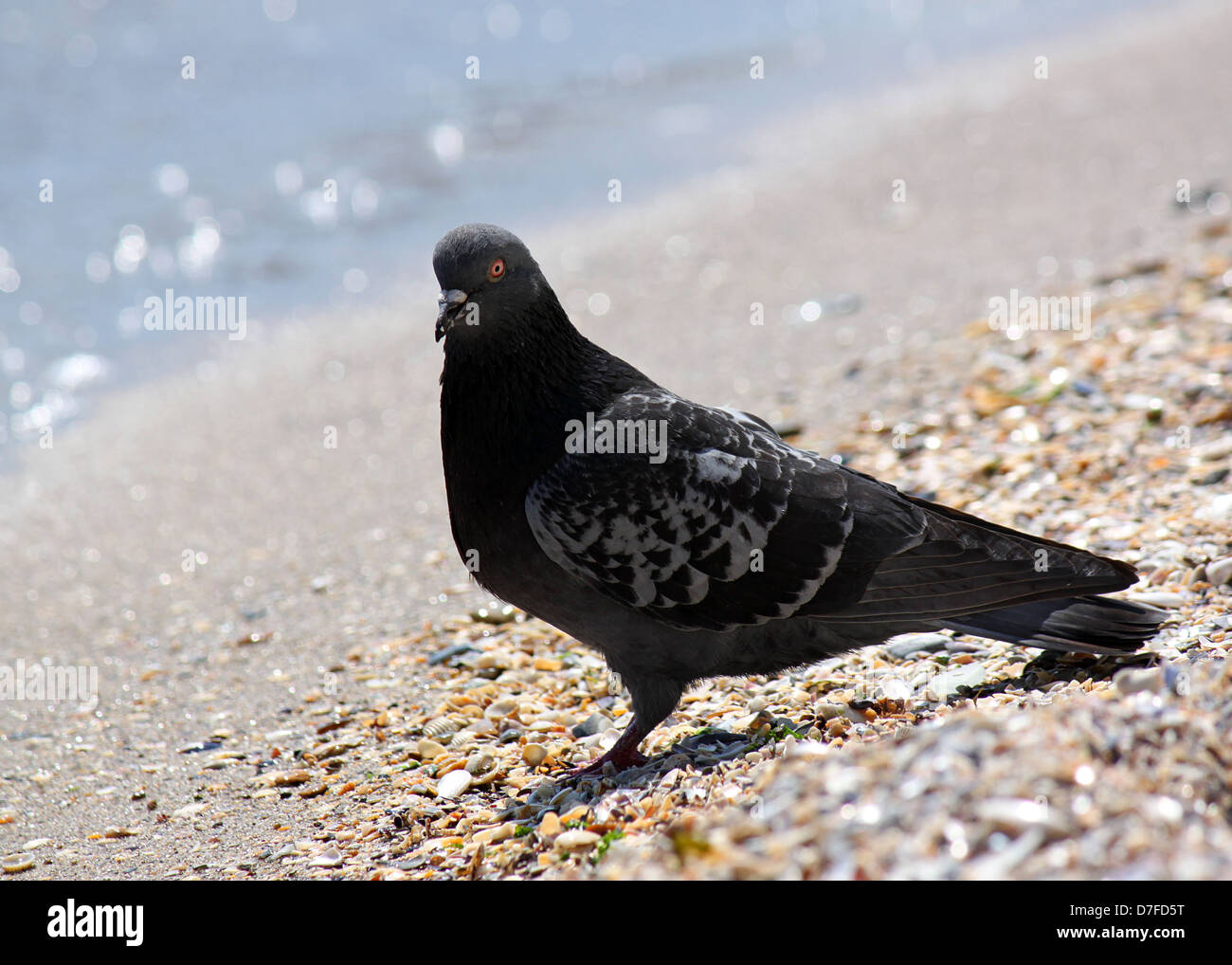 Il piccione nero seduto in riva al mare a Foto Stock