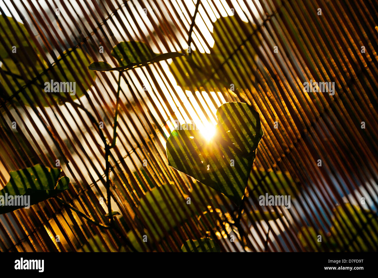 Chiudere fino a a forma di cuore climber di foglie di piante su sfocato Recinto di bambù sfondo che a sua volta proietta ombra strisce sulla lamina accesa Foto Stock