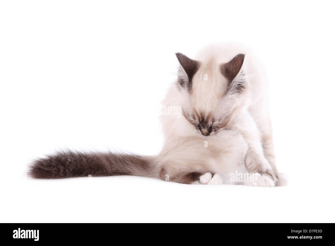 Sacred Birman kitten Foto Stock