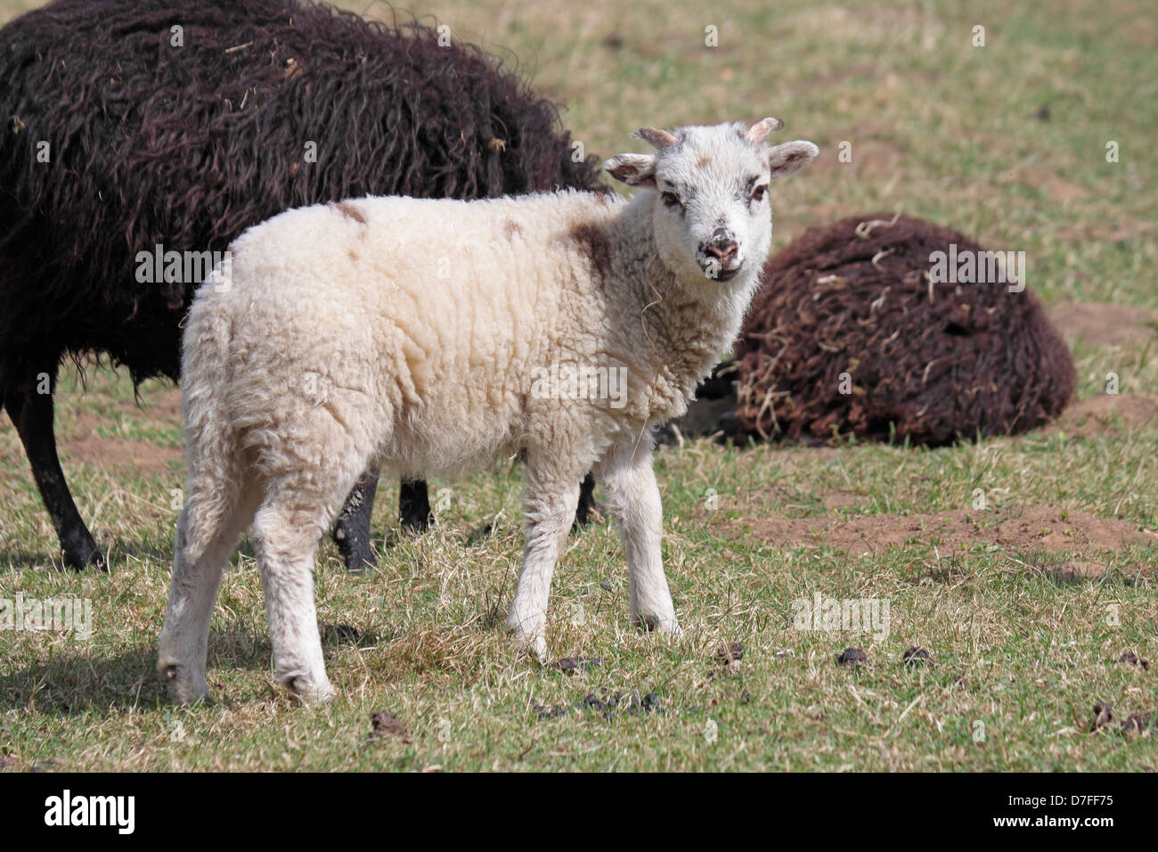 Pecore delle Ebridi e di agnello a Denaby Ings Foto Stock