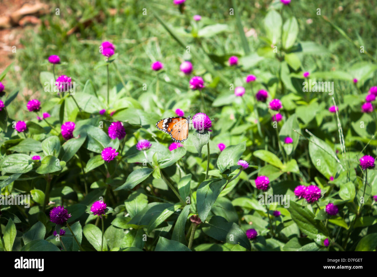 Plain tiger butterfly sul globo terrestre di amaranto o pulsante di laurea Foto Stock