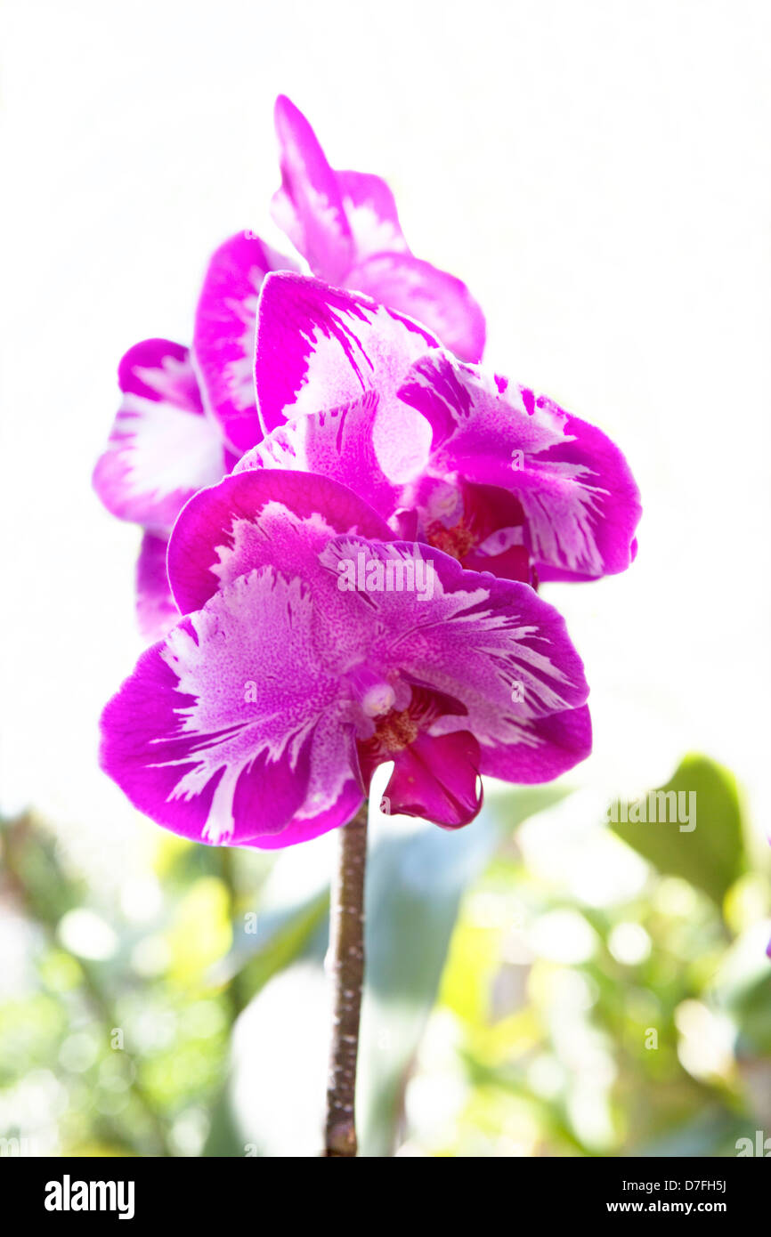 Fiore di primavera Foto Stock