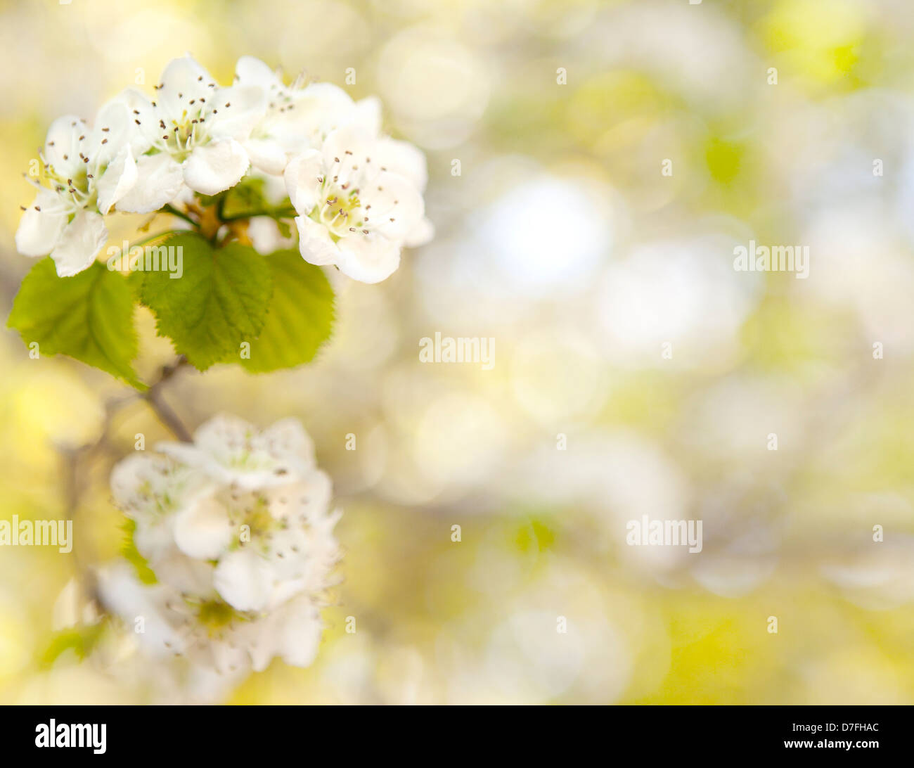 Fiore di primavera Foto Stock