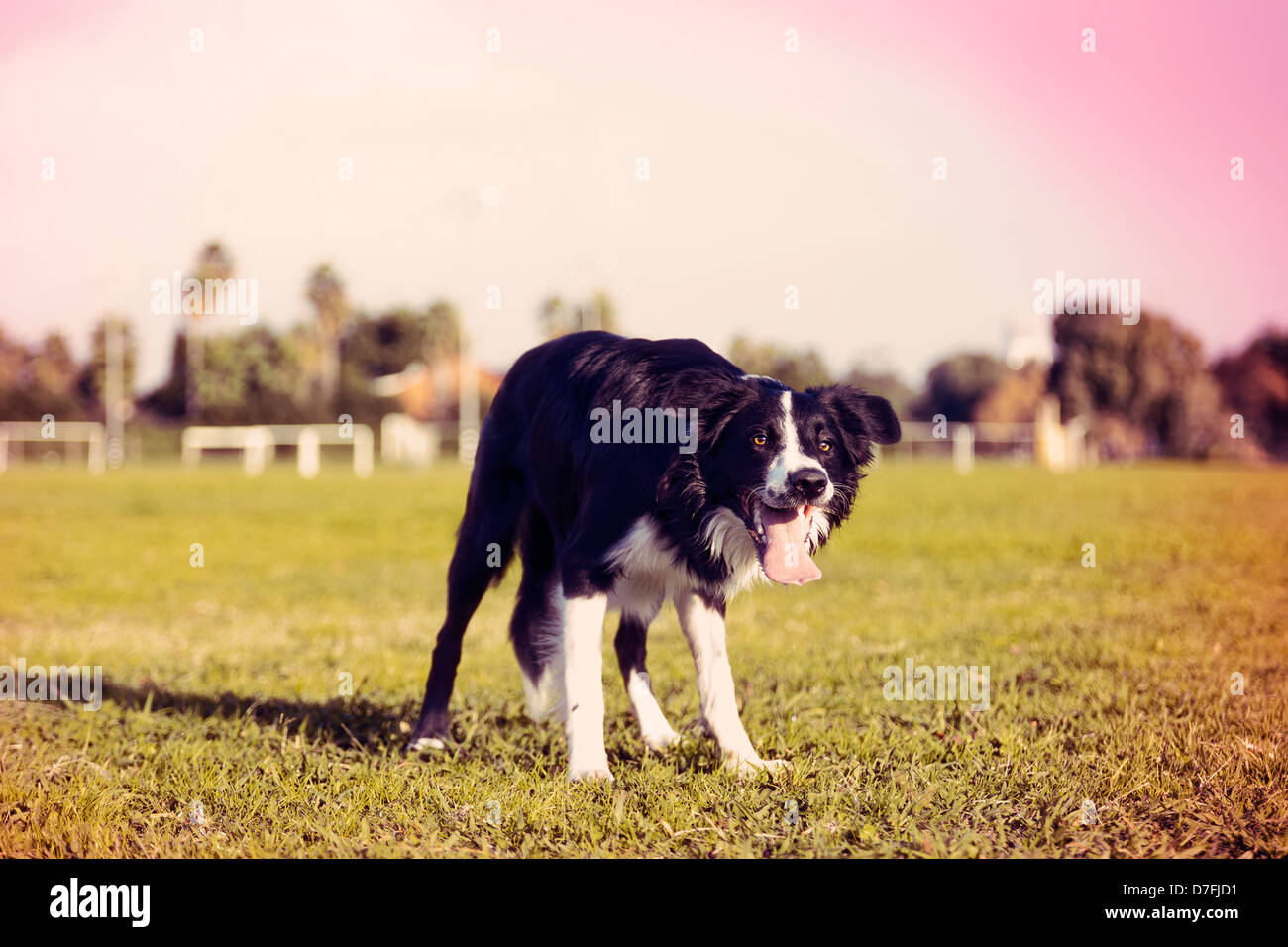 Un Border Collie cane su erba a park concentrato su qualcosa dal telaio. Croce stilizzata estetica di processo. Foto Stock