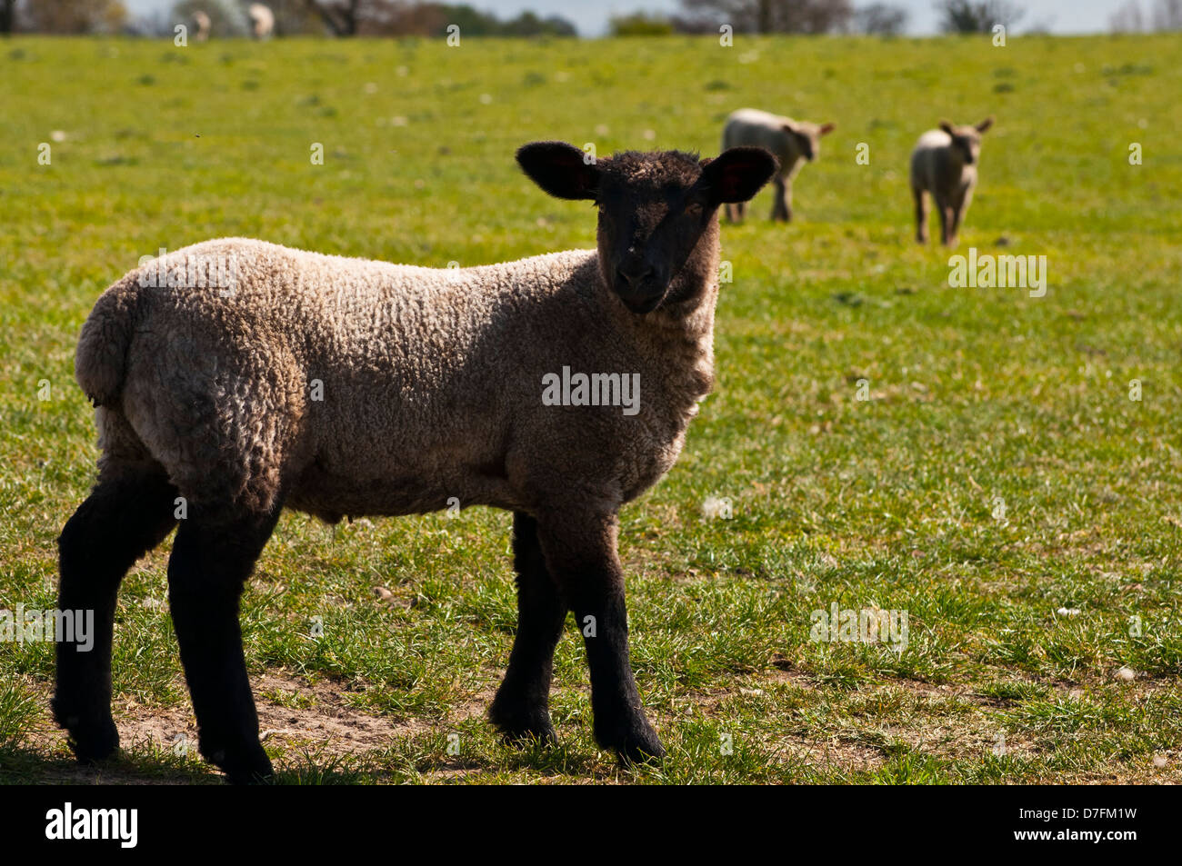 Il nero di fronte Norfolk agnello a molla Foto Stock