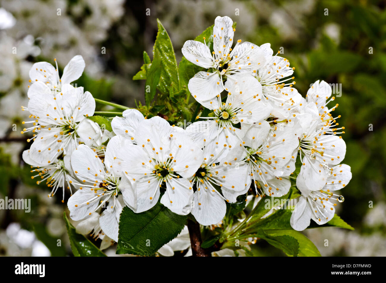 Bianco Ciliegio blossom su un albero ciliegio (Prunus sp.) Foto Stock