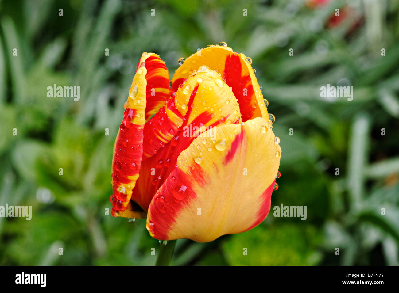 Garden Tulip ricoperto di gocce di pioggia (Tulipa) Foto Stock